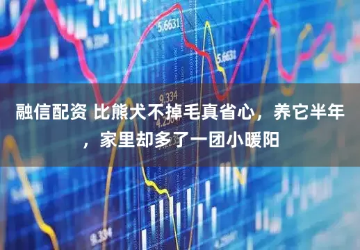 融信配资 比熊犬不掉毛真省心，养它半年，家里却多了一团小暖阳